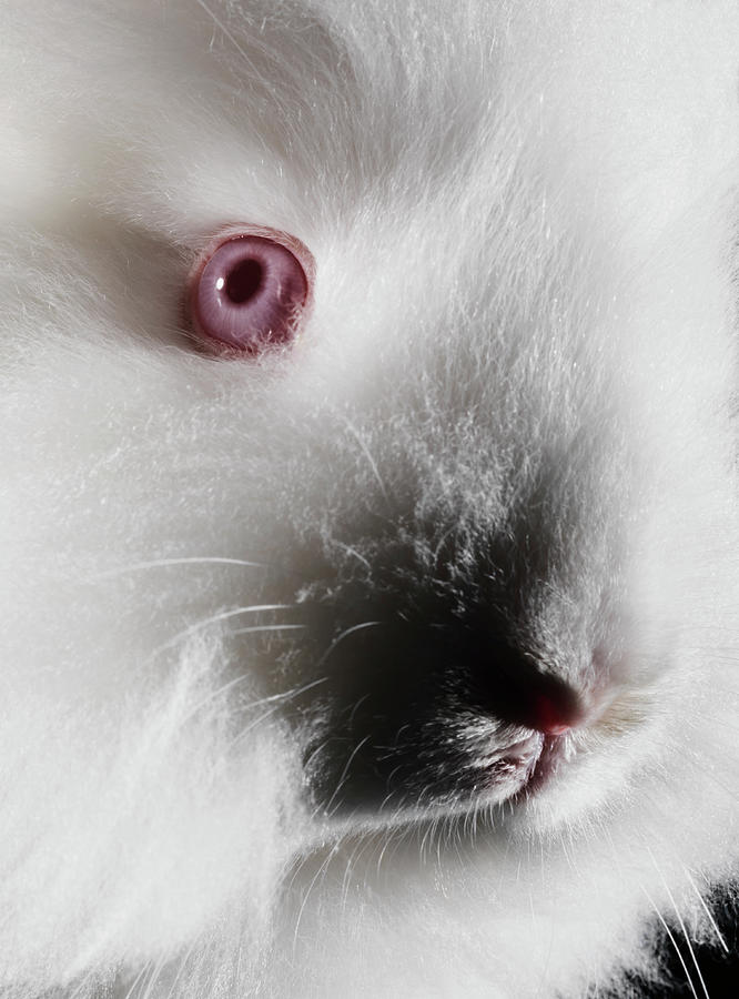 Albino Angora Rabbit Photograph by Henrik Sorensen