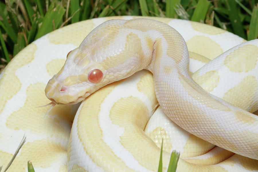 albino ball python snake