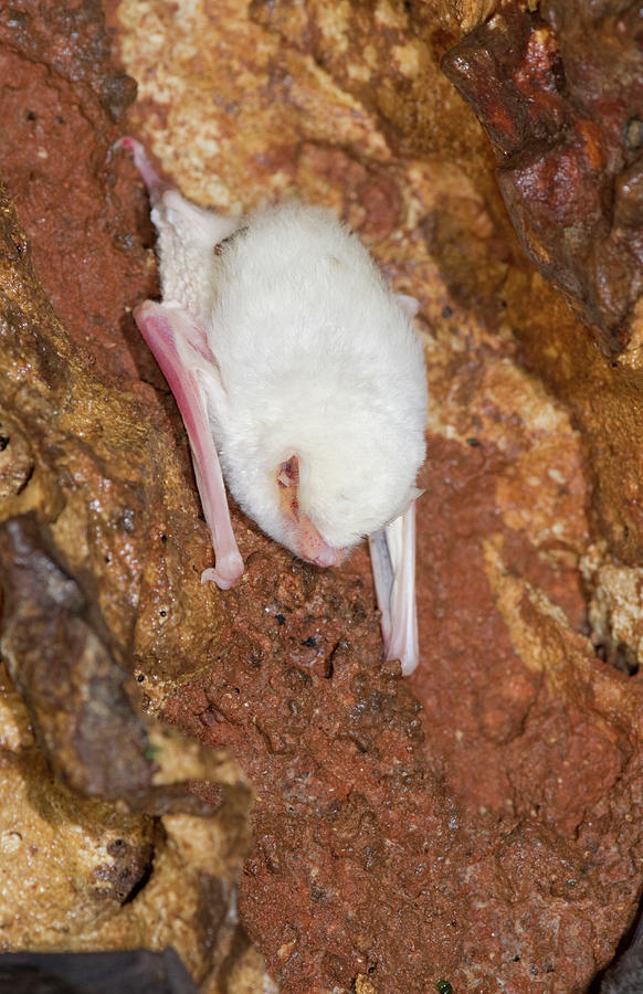 Albino Bat Photograph by Ivan Kuzmin
