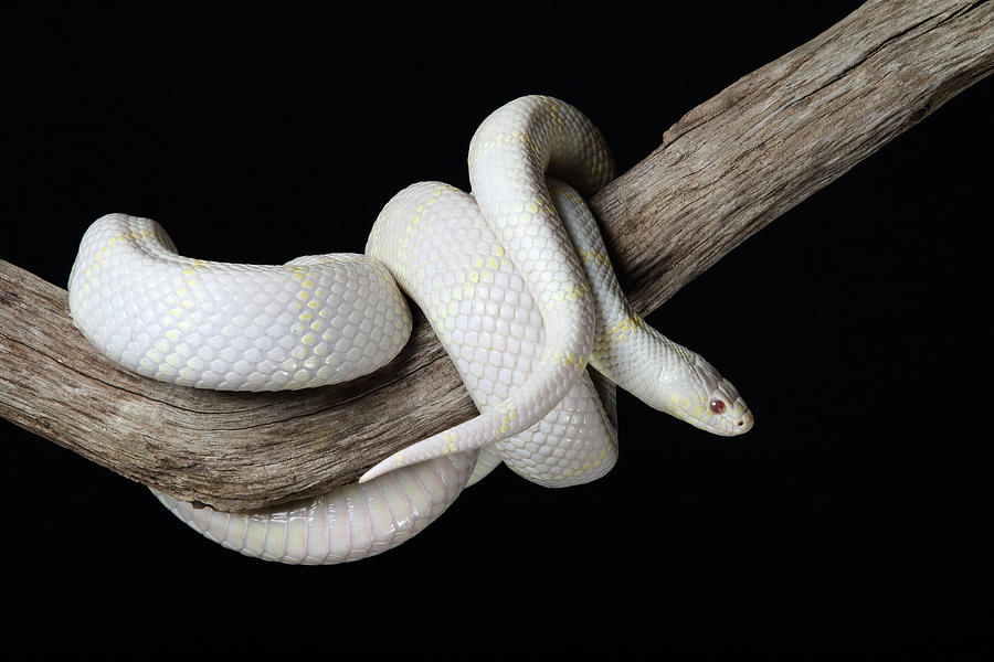 Albino California Kinsnake Lampropeltis Photograph by David Kenny ...