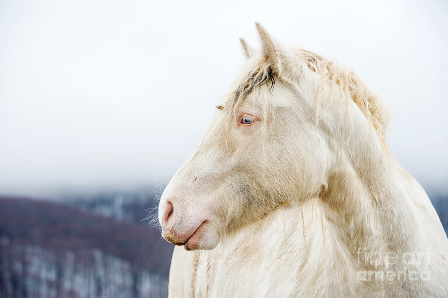 Strong Photograph - Albino Horse With Eyes Blue On The Snow by Massimiliano Marino