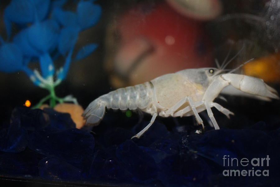 Albino Lobster Photograph by Barbra Telfer