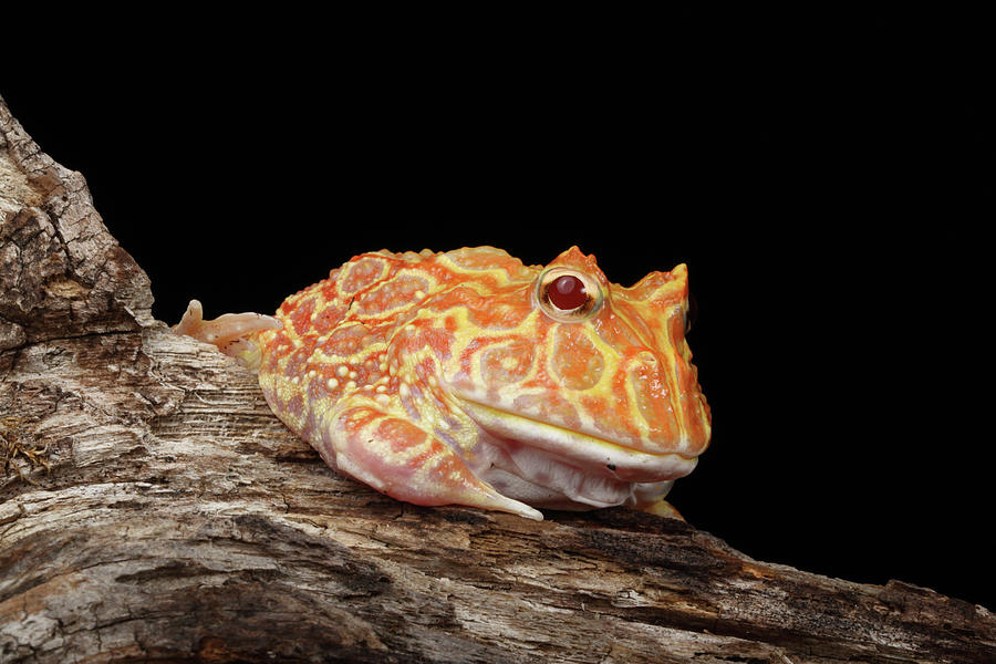Albino Pacman Frog Photograph by David Kenny