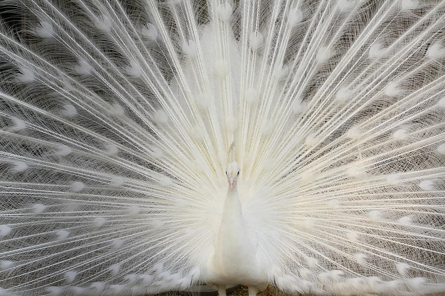 Albino Peacock Photograph by Nadeem Khawar