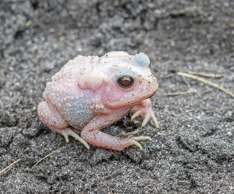 Albino Southern Toad Photograph by John Serrao | Fine Art America