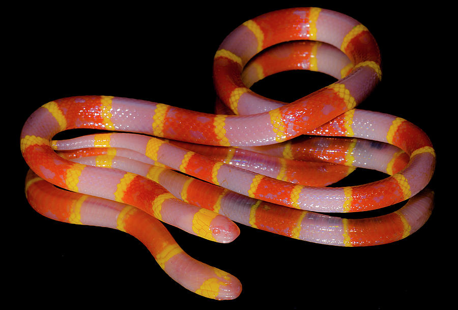Albino Texas Coral Snake Micrurus Tener Photograph by Dante Fenolio