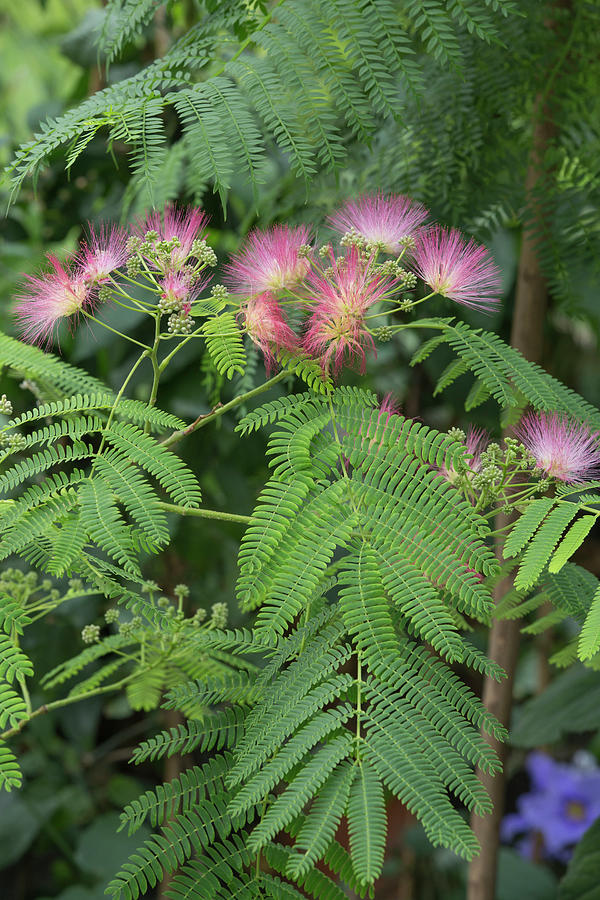 Albizia Julibrissin, With Pink Brush Flowers Photograph by Karlheinz ...