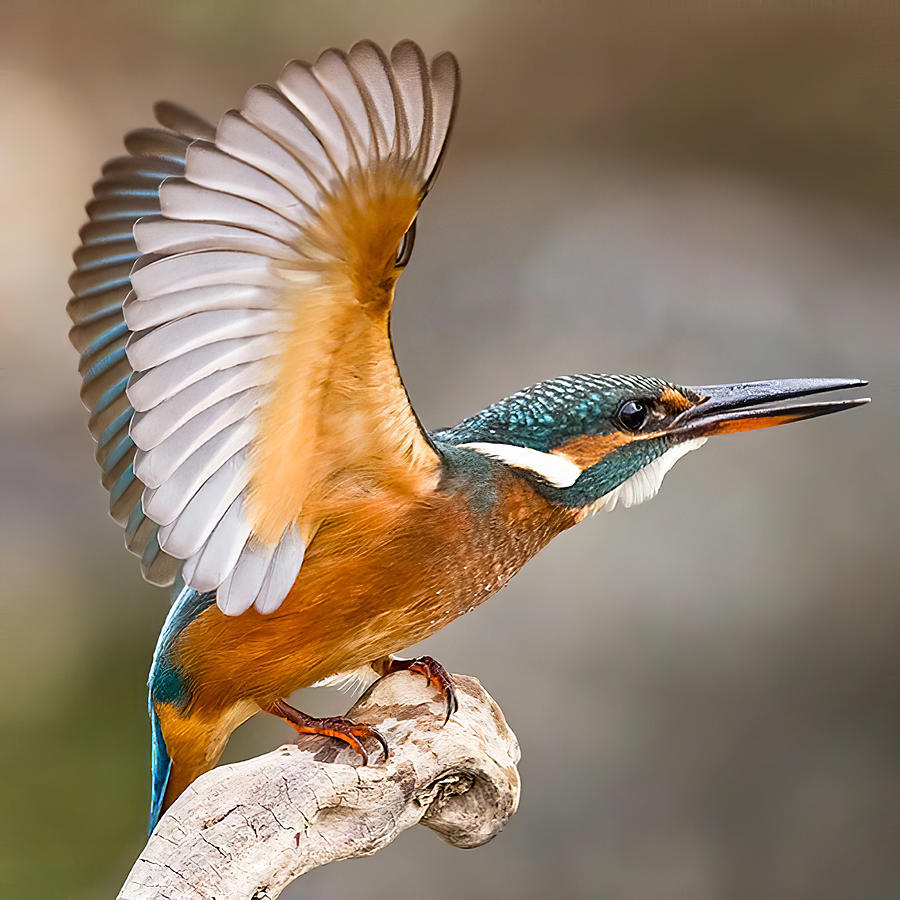 Kingfisher Photograph - Alcedo Atthis Openning His Wings by Cavan Images