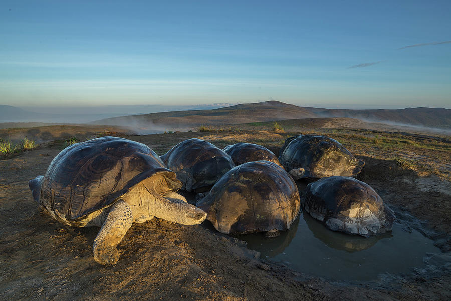 Alcedo Giant Tortoise, Alcedo Volcano, Isabela Island Photograph by Tui ...