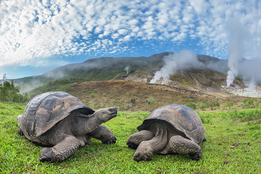 Alcedo Giant Tortoises, Isabela Island, Galapagos Photograph by Tui De ...