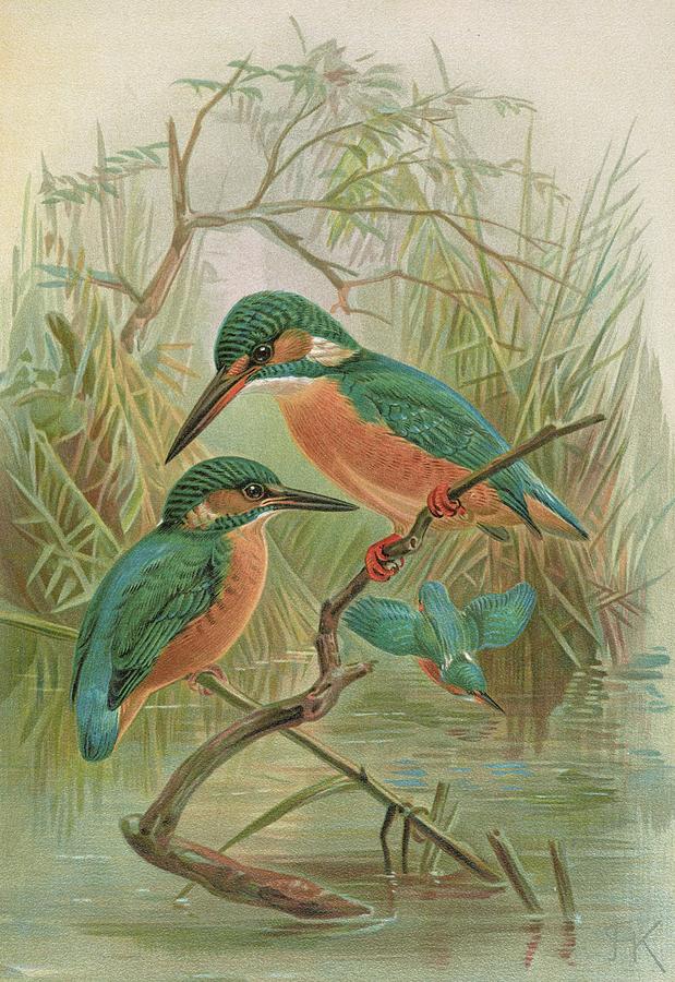Alcedo Ispida Painting by Johann Friedrich Naumann Alcedo Ispida Painting by Johann Friedrich Naumann