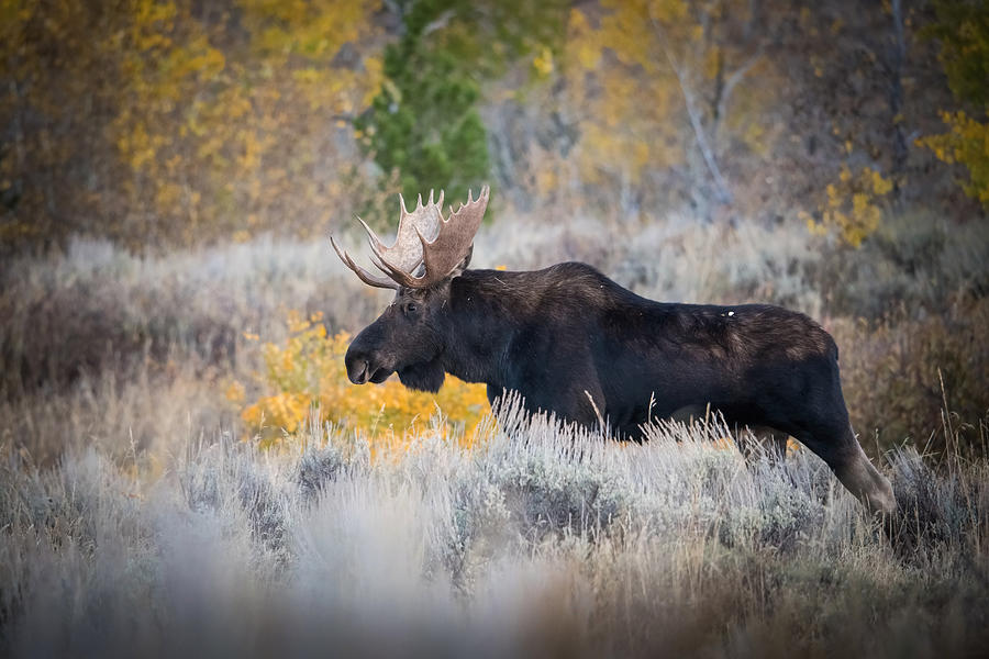 Moose Photograph - Alces Alces Shirasi, Moose, Elk Is Standing by Petr Simon
