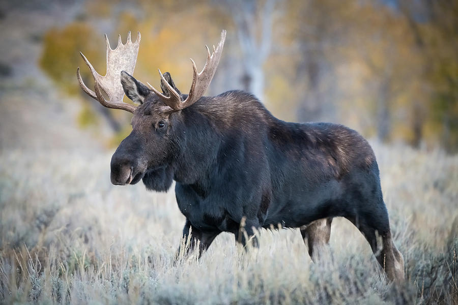 Moose Photograph - Alces Alces Shirasi, Moose, Elk by Petr Simon