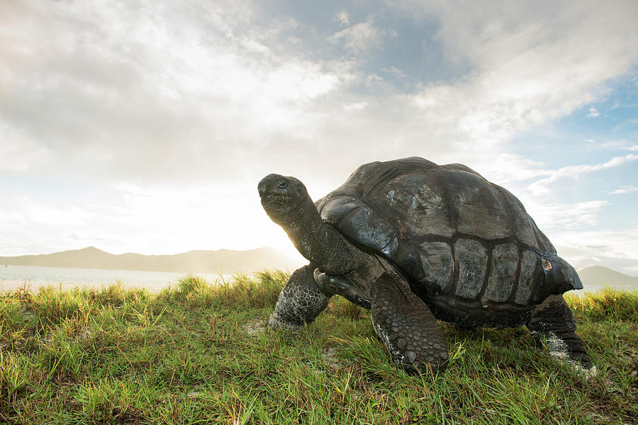 Aldabra Giant Tortoise At Edge Of Beach Photograph by James Warwick