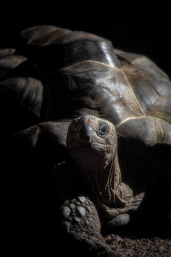 Aldabra Tortoise by Cyndy Doty Aldabra Tortoise by Cyndy Doty