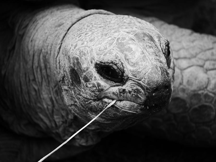 Aldabra Tortoise Photograph by Jane Ford
