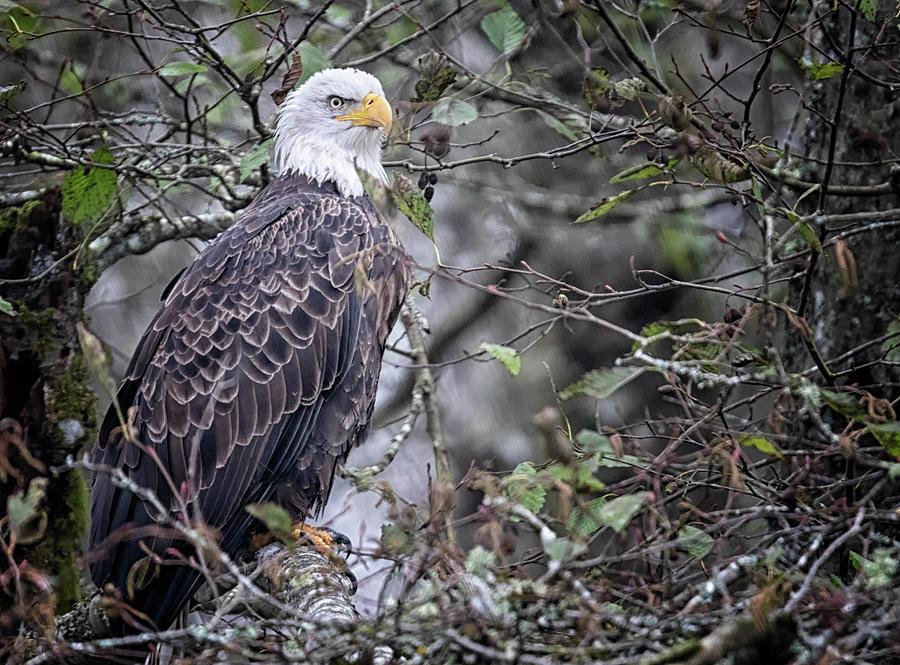Eagle Photograph - Alder Eagle by Randy Hall