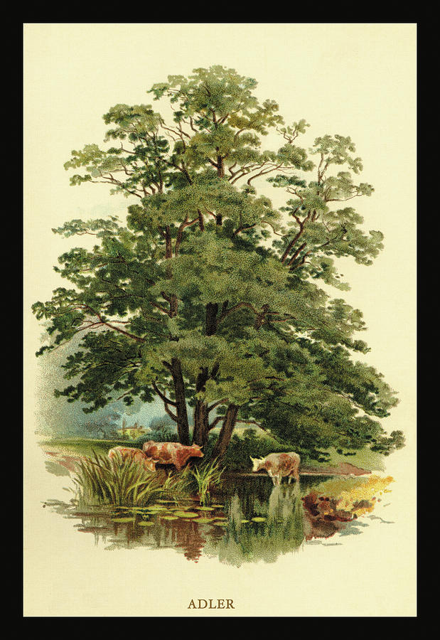 Alder Tree Painting by W.H.J. Boot