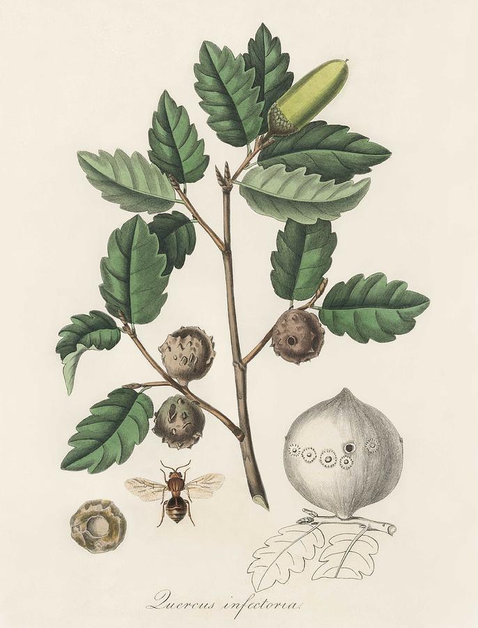 Aleppo Oak  Luercus Infectoria  Illustration From Medical Botany  1836  By John Stephenson And James Painting