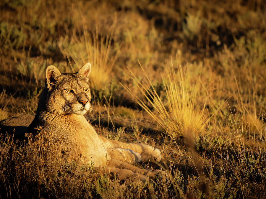 Alert At Sunset, Puma (puma Concolor) Photograph by Ralph Lee Hopkins Alert At Sunset, Puma (puma Concolor) Photograph by Ralph Lee Hopkins