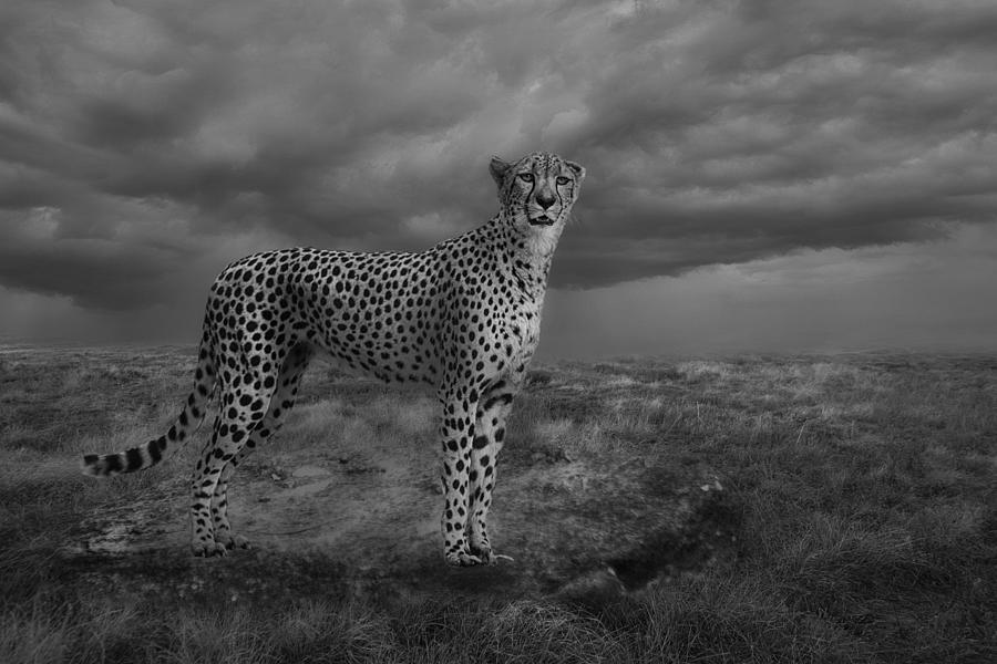 Nature Photograph - Alert Cheetah by Krystina Wisniowska