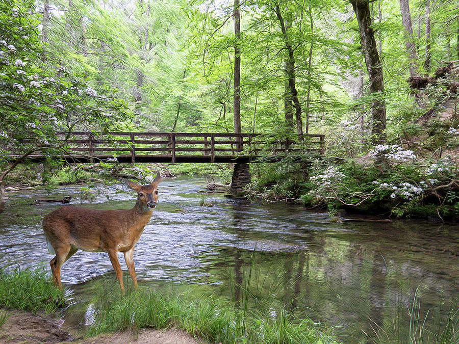 Alert Deer by Bridge in Cades Cove Photograph by Patti Deters