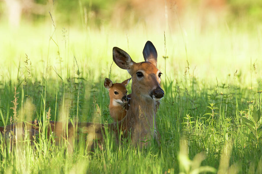 Alert Doe And Fawn Hiding In The Grass Photograph by Jpecha