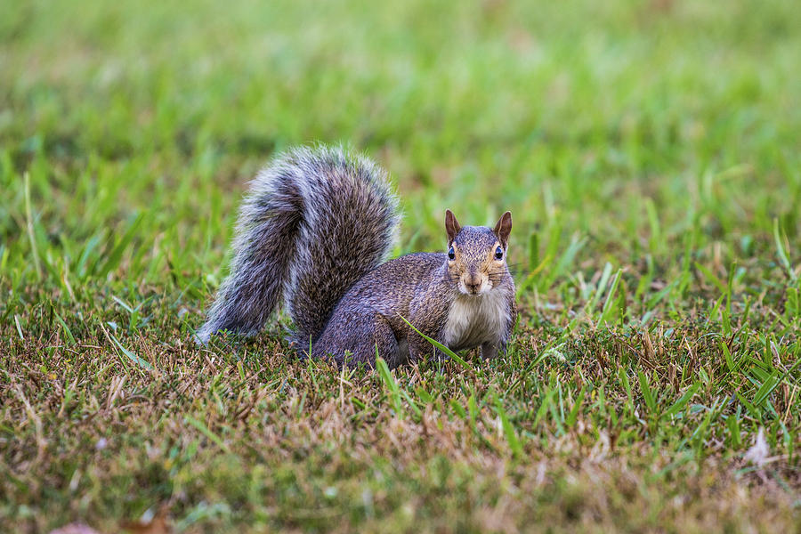 Alert Grey Squirrel Photograph by Jordan Hill - Fine Art America