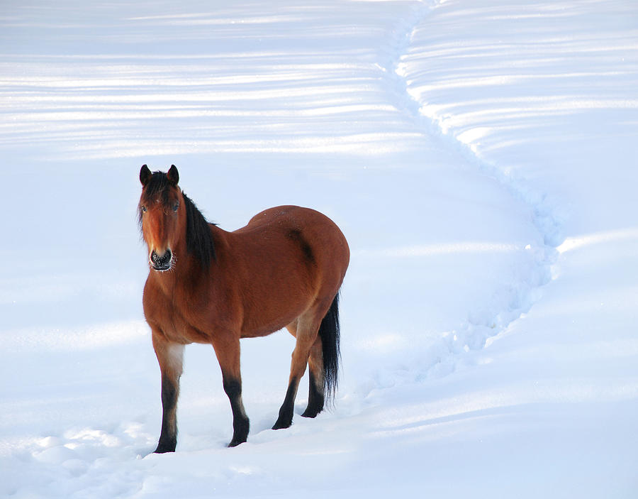 Alert Horse Standing On Path I Photograph by Anne Louise Macdonald Of Hug A Horse Farm