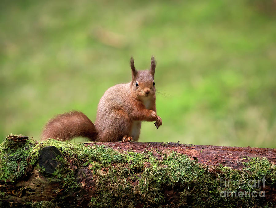 Alert Red squirrel Sciurus vulgaris Photograph by Louise Heusinkveld