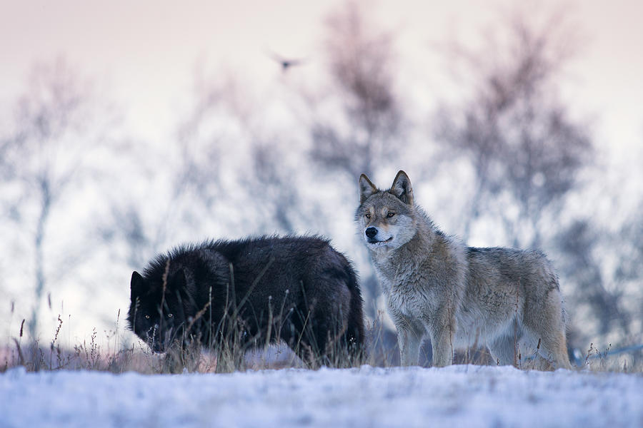 Wolves Photograph - Alert Wolves by Bingo Z