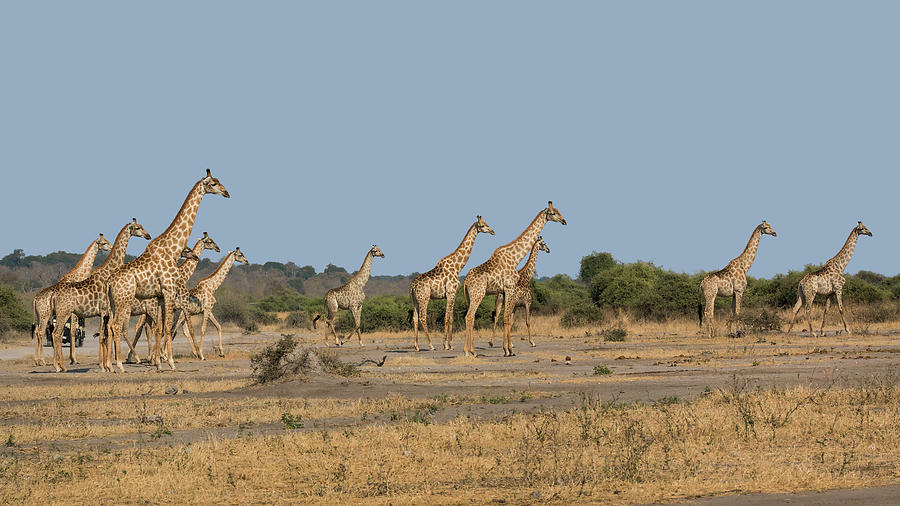 Alerted Giraffes Photograph by Claudio Maioli
