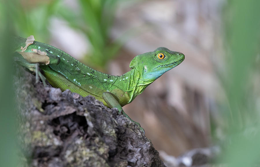 Reptile Photograph - Alertness by Cheng Chang