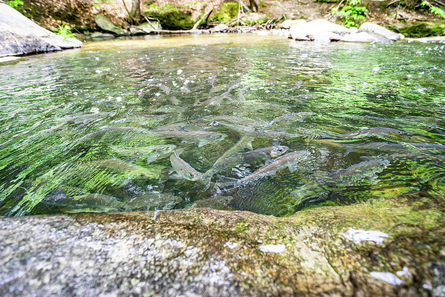 Fish Photograph - Alewives Migrating Thru A Stream In Maine by Cavan Images