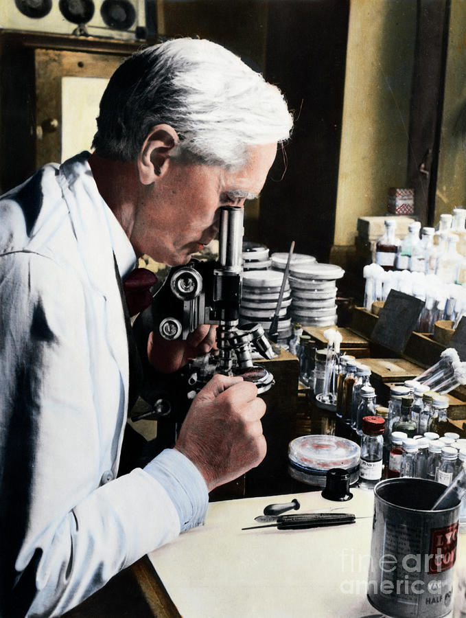 Alexander Fleming At Microscope Photograph by Bettmann
