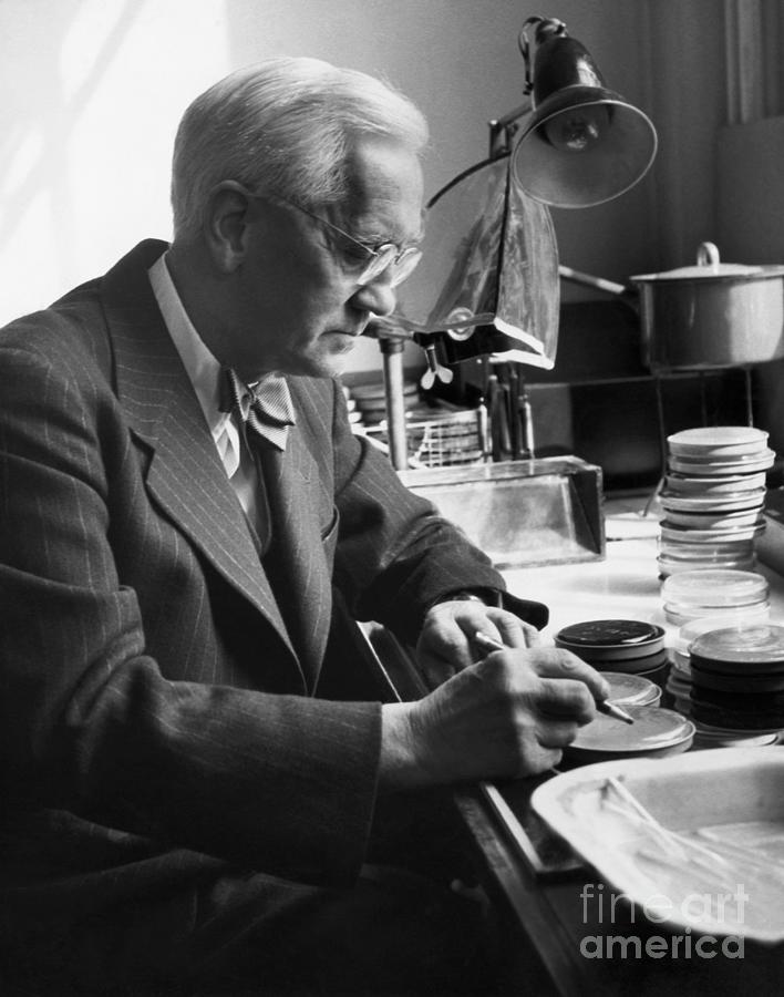 Alexander Fleming Working Photograph by Bettmann