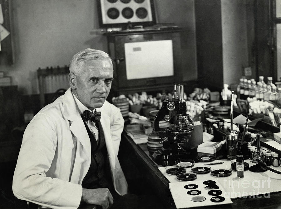 Alexander Fleming Working In Laboratory Photograph by Bettmann