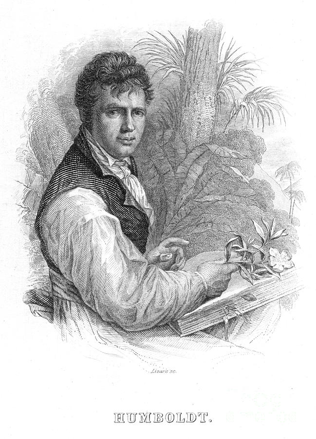 Alexander Von Humboldt, German Drawing by Print Collector