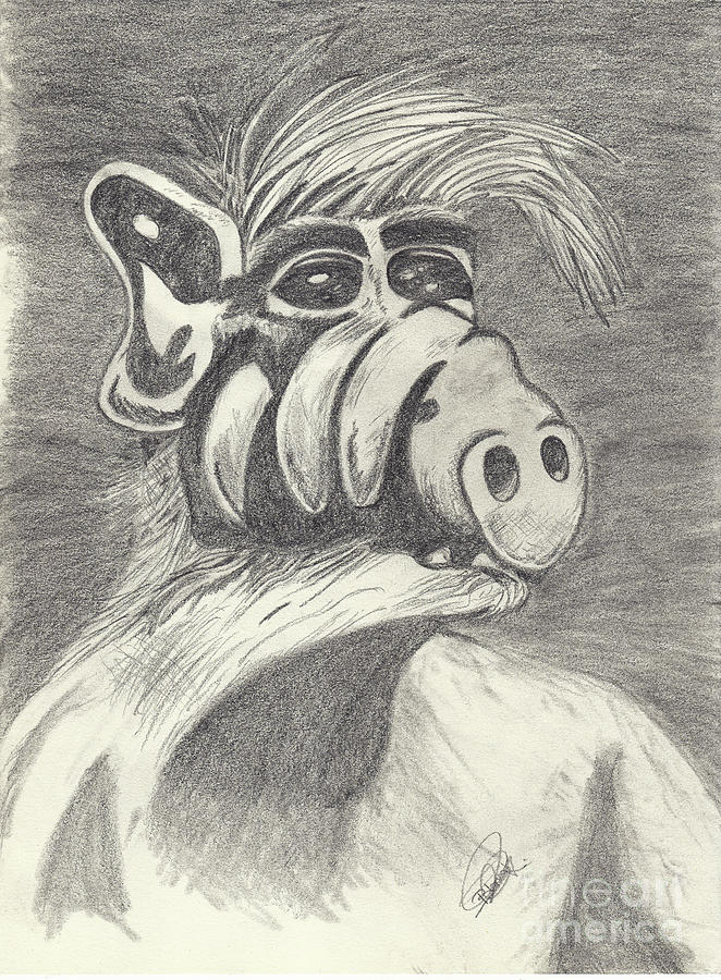 Alf Drawing by Blanca Ferradas Fine Art America