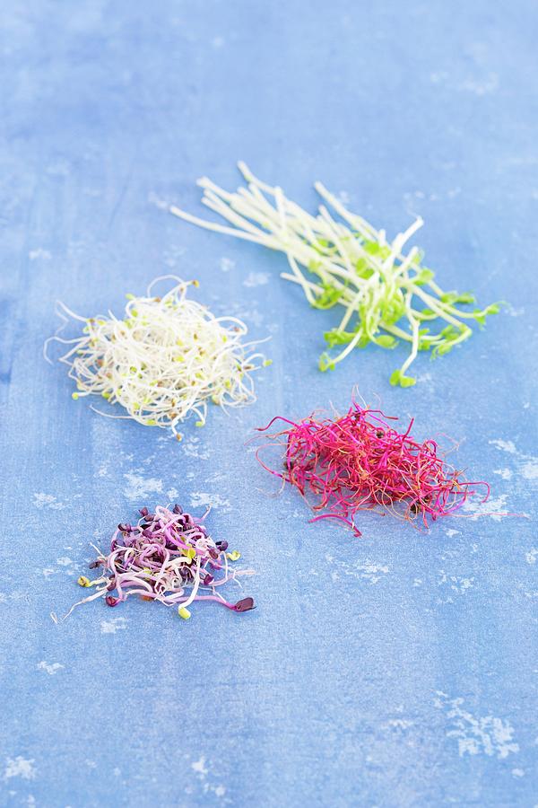 Alfalfa, Beetroot, Red Radish, And Pea Shoots On A Blue Background Photograph by Tina Engel