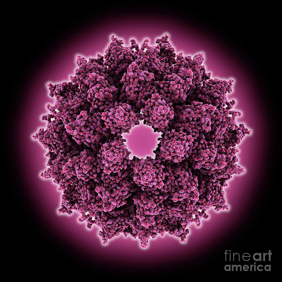 Alfalfa Mosaic Virus Capsid by Laguna Design/science Photo Library