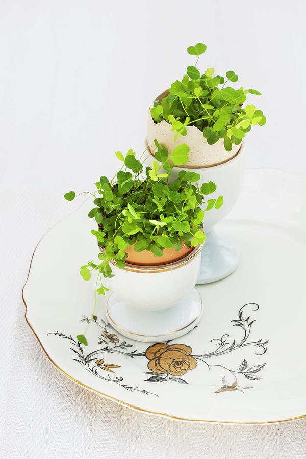 Alfalfa Sprouts Growing In Two Halved Eggshells In Eggcups On Vintage Plate Photograph by Sabine Lscher