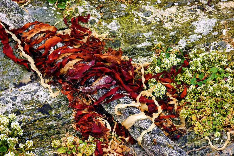 Algae and Rope Photograph by Olivier Le Queinec