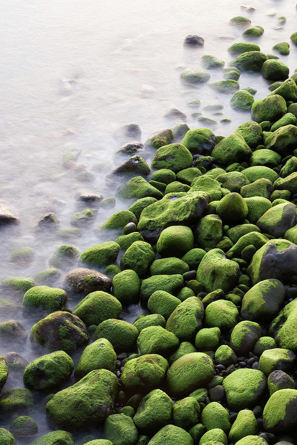 Algae-covered Boulders On Beach Photograph by Holger Leue