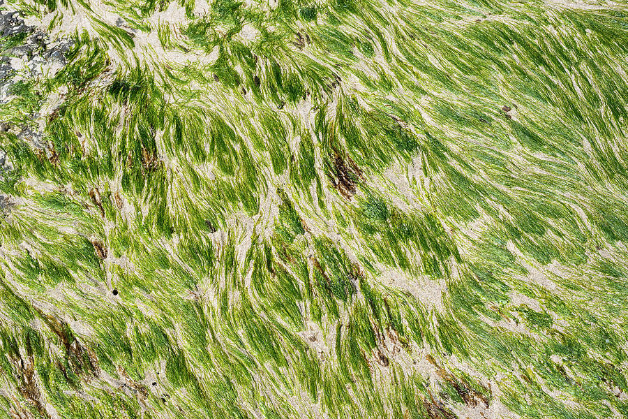 Algae on a Rock Photograph by Robert Potts