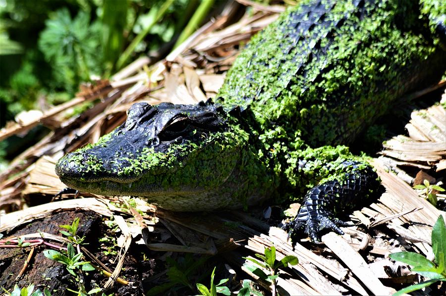 Algee On Gator by Warren Thompson Algee On Gator by Warren Thompson