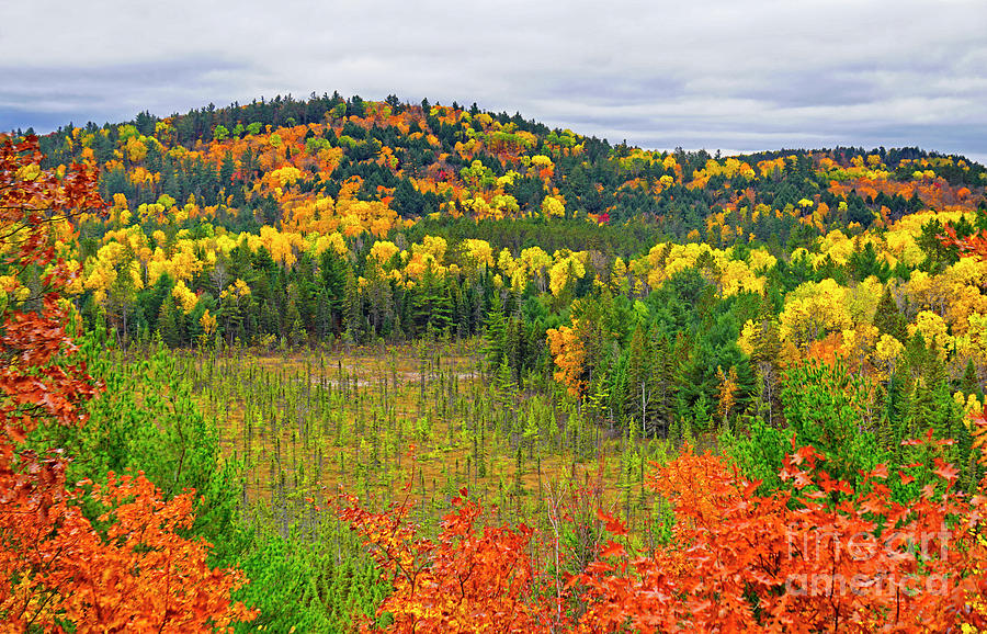 Algonquin Fall Colors Photograph by Charline Xia