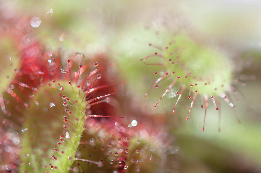 Alice Sundew Sparkling World 1 Photograph