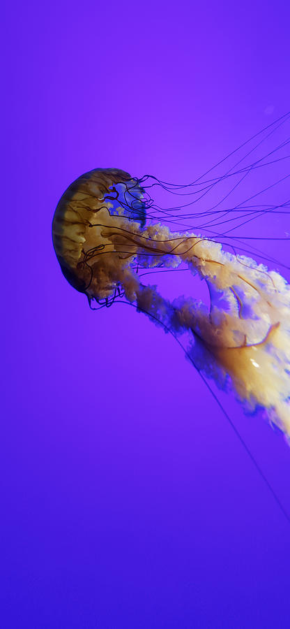 Alien Among Us -- Pacific Sea Nettle at the California Academy of Sciences Steinhart Aquarium Photograph by Darin Volpe