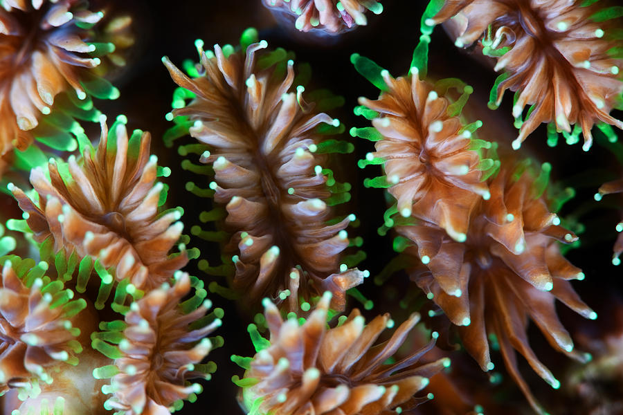 Coral Photograph - Alien Forms by Andrey Narchuk